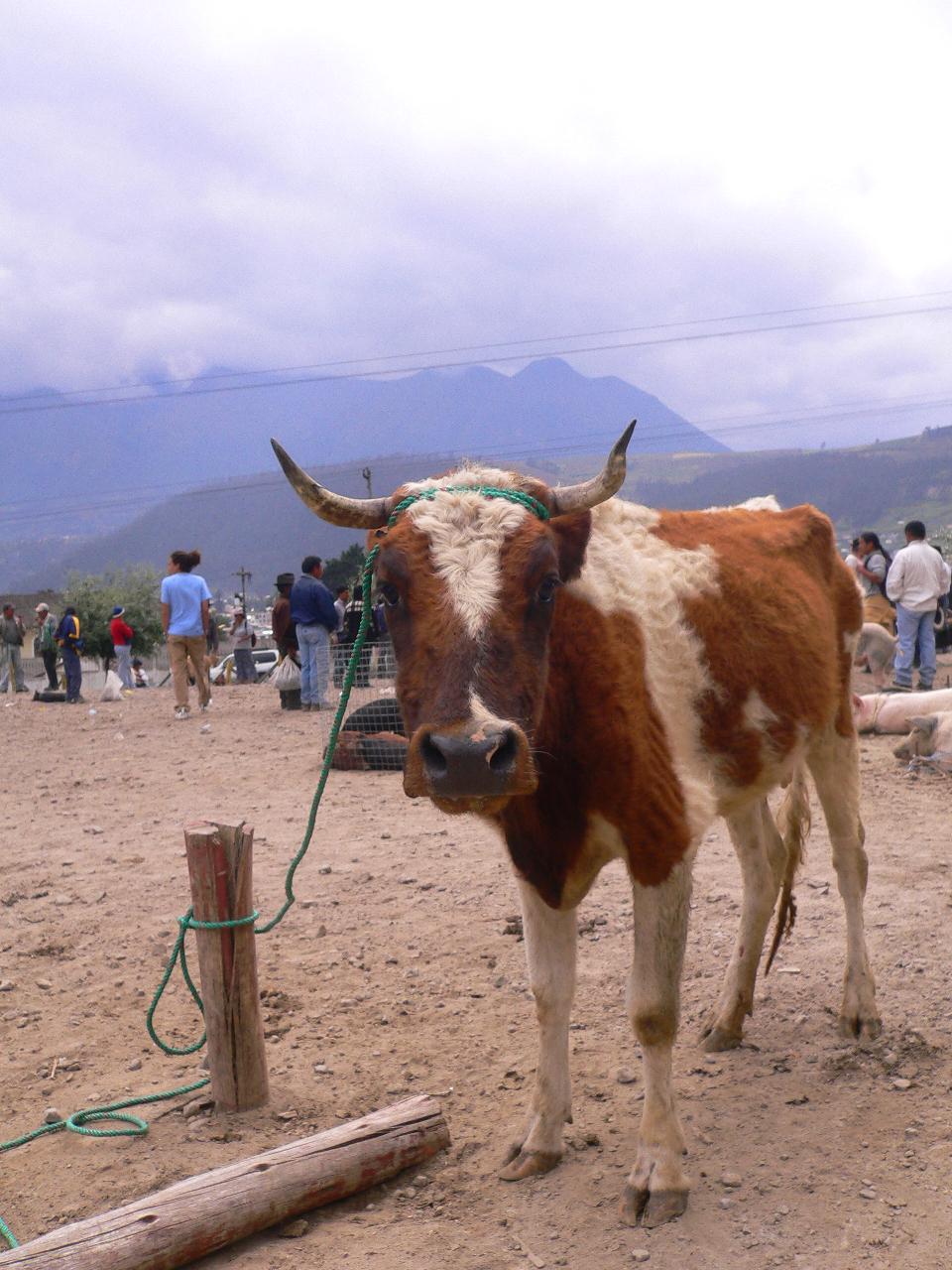 ecuador-quito-animal-market.JPG