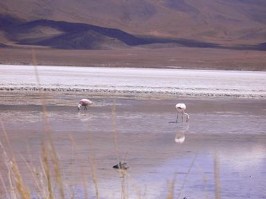 bolivia-lagoon-flamingo.JPG