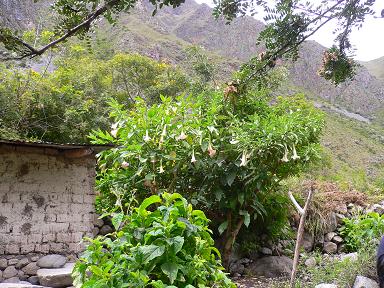 peru-inca-trail-day-1-angel-trumpet.JPG