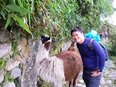 peru-machu-picchu-lama.JPG