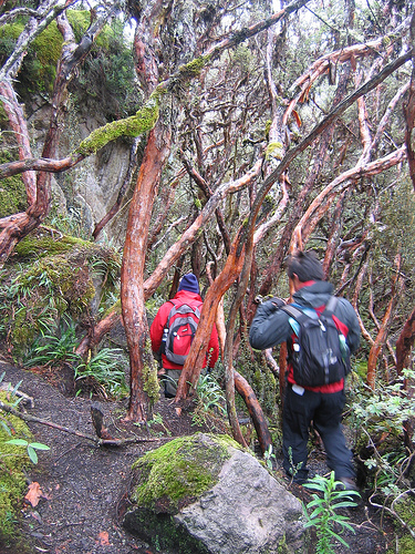 cajas-trees.jpg