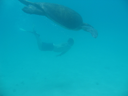 gal-me-sea-turtle.jpg