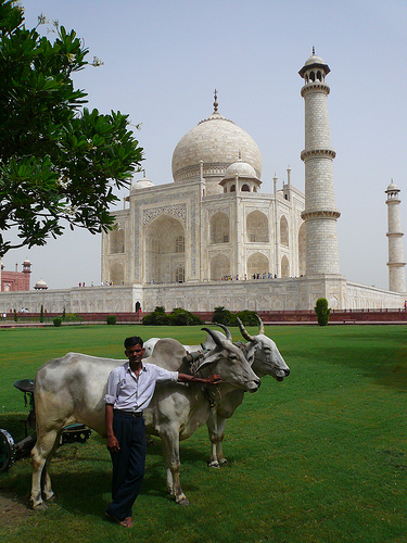 taj1.jpg