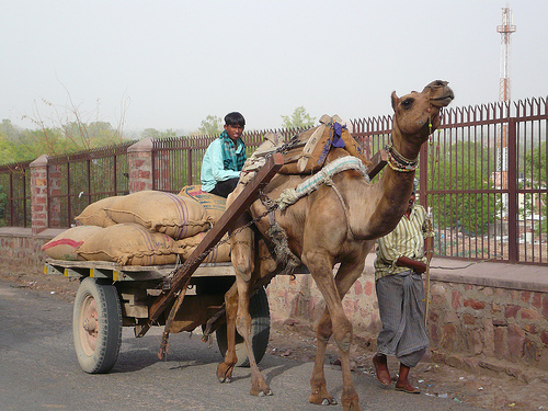 camel-power.jpg