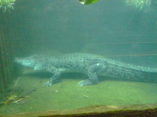 croc.jpg